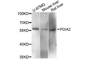 Western blot analysis of extracts of various cell lines, using PDIA2 antibody. (PDIA2 antibody)