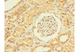 Immunohistochemistry of paraffin-embedded human kidney tissue using ABIN7174348 at dilution of 1:100 (USP5 antibody  (C-Term))