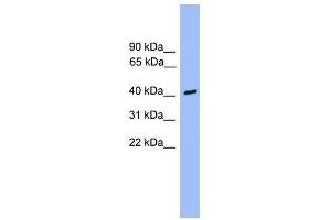 Western Blot showing CSNK1A1L antibody used at a concentration of 1-2 ug/ml to detect its target protein.