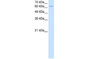 NR2C2 antibody - C-terminal region  validated by WB using HepG2 cell lysate at 2. (TR4 antibody  (C-Term))