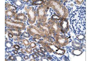 Image no. 1 for anti-Zinc Finger Protein 75 (ZNF75) (AA 209-258) antibody (ABIN202169) (ZNF75 antibody  (AA 209-258))