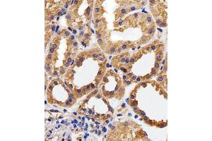 Immunohistochemical staining of paraffin-embedded human kidney section reacted with CAPN1 monoclonal antibody  at 1:25 dilution. (CAPNL1 antibody)