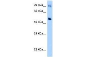 Image no. 1 for anti-Guanine Deaminase (GDA) (AA 171-220) antibody (ABIN6748003) (GDA antibody  (AA 171-220))