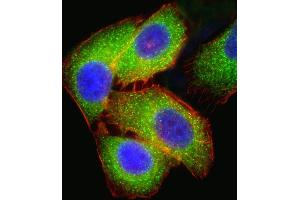 Fluorescent confocal ige of  cell stained with MEK2 (P2K2) Antibody (N-term) (ABIN1882178 and ABIN2842061).