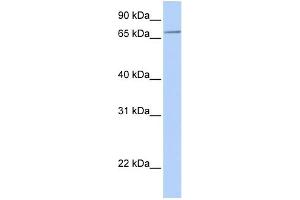 WB Suggested Anti-SLC44A3 Antibody Titration:  0. (SLC44A3 antibody  (N-Term))