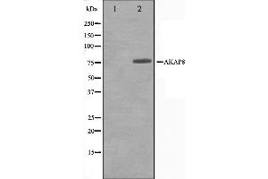 Western Blotting (WB) image for anti-A Kinase (PRKA) Anchor Protein 8 (AKAP8) (Internal Region) antibody (ABIN6259857)