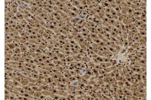 ABIN6265036 and ABIN6272485 at 1/100 staining Mouse liver tissue by IHC-P. (SFT2D3 antibody  (N-Term))
