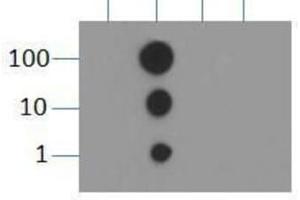 Dot Blot of Rabbit Histone H3 [Dimethyl Lys9] Antibody. (Histone 3 antibody  (H3K9me2))