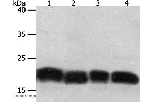 Western blot analysis of Jurkat and hela cell, human fetal lung tissue and A549 cell, using PDCD6 Polyclonal Antibody at dilution of 1:200