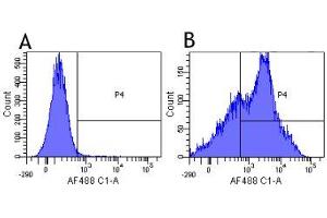 Flow-cytometry using anti-CD38 antibody HB7   Human lymphocytes were stained with an isotype control (panel A) or the rabbit-chimeric version of HB7 (panel B) at a concentration of 1 µg/ml for 30 mins at RT. (Recombinant CD38 antibody)