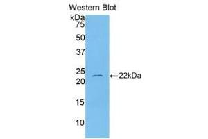 Western blot analysis of the recombinant protein. (IL-1 beta antibody  (AA 117-268))