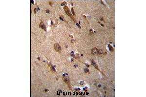 RIC3 Antibody (C-term) (ABIN656649 and ABIN2845890) immunohistochemistry analysis in formalin fixed and paraffin embedded human brain tissue followed by peroxidase conjugation of the secondary antibody and DAB staining. (RIC3 antibody  (C-Term))