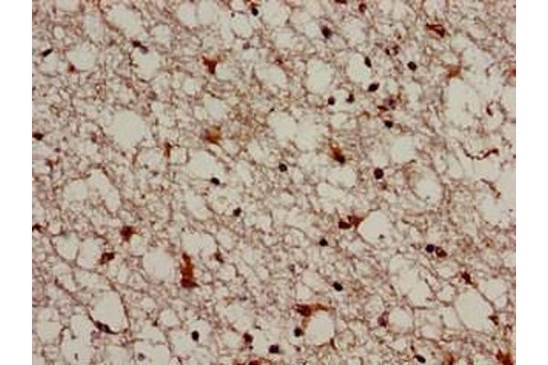 TRIM33 antibody  (AA 1-273)