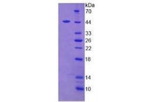 Mouse Detection antibody from the kit in WB with Positive Control: Human placenta tissue lysate. (Leptin ELISA Kit)