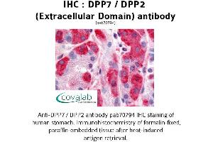 Image no. 1 for anti-Dipeptidyl-Peptidase 7 (DPP7) (Extracellular Domain) antibody (ABIN1733750) (DPP7 antibody  (Extracellular Domain))