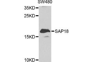 Western blot analysis of extracts of SW480 cells, using SAP18 antibody (ABIN1874693) at 1:1000 dilution. (SAP18 antibody)