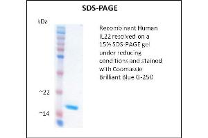 SDS-PAGE (SDS) image for Interleukin 22 (IL22) (Active) protein (ABIN5509407) (IL-22 Protein)