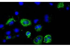 Anti-CISD1 mouse monoclonal antibody (ABIN2452906) immunofluorescent staining of COS7 cells transiently transfected by pCMV6-ENTRY CISD1 (RC203308). (CISD1 antibody)