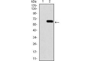 Western Blotting (WB) image for anti-Calbindin 2 (CALB2) (AA 1-271) antibody (ABIN5884325) (Calretinin antibody  (AA 1-271))
