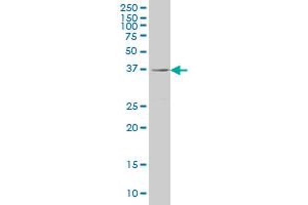 RAB36 antibody  (AA 234-333)