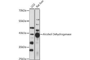 Western blot analysis of extracts of various cell lines, using Alcohol Dehydrogenase antibody (ABIN7265530) at 1:1000 dilution. (ADH1A antibody  (AA 220-300))