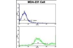 Flow cytometric analysis of MDA-231 cells using ADRA2B Antibody (Center)(bottom histogram) compared to a negative control (top histogram).