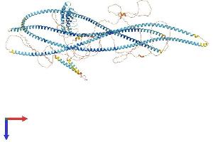 AlphaFold protein structure predicition of Mouse Recombinant Ankrd26 Protein, UniprotID Q811D2