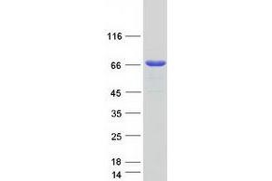 Validation with Western Blot (GTF2E1 Protein (Myc-DYKDDDDK Tag))