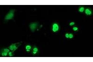 Anti-C20orf43 mouse monoclonal antibody (ABIN2454252) immunofluorescent staining of COS7 cells transiently transfected by pCMV6-ENTRY C20orf43 (RC201652). (C20orf43 antibody)