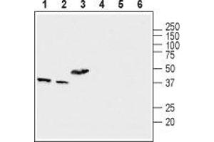 Western blot analysis of mouse brain (lanes 1 and 4), rat brain (lanes 2 and 5) and rat skeletal muscle (lanes 3 and 6) lysates: - 1-3.