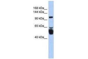 Image no. 1 for anti-Leucine Rich Repeat Containing 8 Family, Member B (LRRC8B) (AA 143-192) antibody (ABIN6743445) (LRRC8B antibody  (AA 143-192))