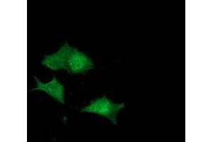 Anti-DUPD1 mouse monoclonal antibody (ABIN2452963) immunofluorescent staining of COS7 cells transiently transfected by pCMV6-ENTRY DUPD1 (RC214361). (DUPD1 antibody)