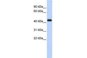 Image no. 1 for anti-TNF Receptor-Associated Factor 1 (TRAF1) (C-Term) antibody (ABIN6744361) (TRAF1 antibody  (C-Term))