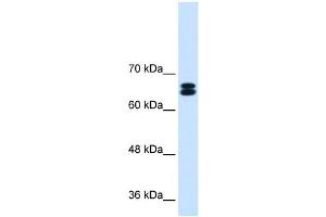 SLC9A9 antibody used at 0. (SLC9A9 antibody)