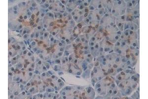 Immunohistochemistry (IHC) image for anti-Glutathione Reductase (GSR) (AA 44-522) antibody (ABIN7433438)