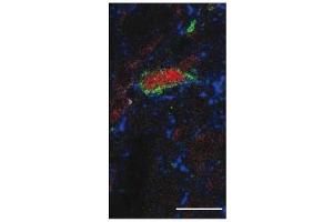 Immunohistochemistry (IHC) image for anti-Tachykinin, Precursor 1 (TAC1) antibody (ABIN192028) (TAC1 antibody)