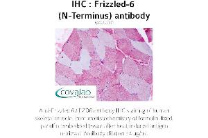 Image no. 1 for anti-Frizzled Family Receptor 6 (FZD6) (Extracellular Domain), (N-Term) antibody (ABIN1734469)