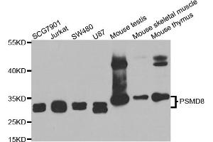 Western blot analysis of extracts of various cell lines, using PSMD8 antibody. (PSMD8 antibody)