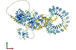 AlphaFold protein structure predicition of Mouse Recombinant Naip2 Protein, UniprotID Q9QUK4 (Naip2 Protein (AA 1-1447) (His tag))