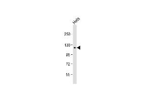 Anti-SNX13 Antibody (C-term) at 1:1000 dilution + Hela whole cell lysate Lysates/proteins at 20 μg per lane. (SNX13 antibody  (C-Term))