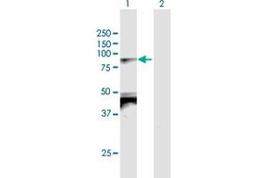 Western Blot analysis of TBX2 expression in transfected 293T cell line by TBX2 MaxPab polyclonal antibody. (TBX2 antibody  (AA 1-702))