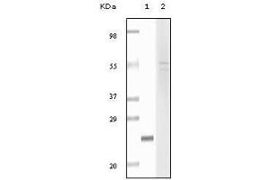 Western blot analysis using fibulin5 mouse mAb against truncated fibulin5 recombinant protein (1) and Hela cell lysate (2). (Fibulin 5 antibody)