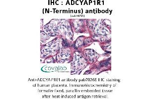 Image no. 2 for anti-Adenylate Cyclase Activating Polypeptide 1 (Pituitary) Receptor Type I (ADCYAP1R1) (Extracellular Domain), (N-Term) antibody (ABIN1731540) (ADCYAP1R1 antibody  (Extracellular Domain, N-Term))