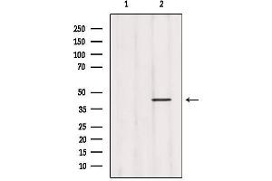Western blot analysis of extracts from 293, using GHSR Antibody. (GHSR antibody  (N-Term))