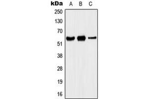 Western blot analysis of Kv1. (KCNA5 antibody  (Center))