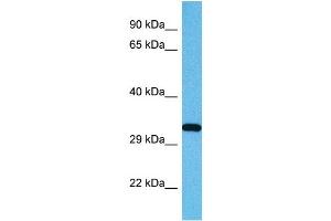 Host:  Mouse  Target Name:  USF1  Sample Tissue:  Mouse Testis  Antibody Dilution:  1ug/ml (USF1 antibody  (Middle Region))
