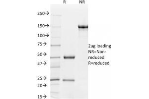 SDS-PAGE (SDS) image for anti-Platelet/endothelial Cell Adhesion Molecule (PECAM1) antibody (ABIN6940280)