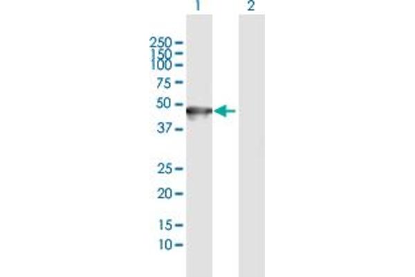 Keratin 35 antibody  (AA 1-455)
