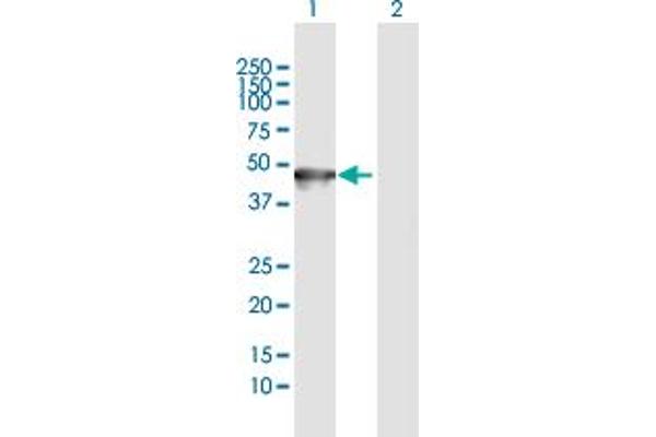 Keratin 35 anticorps  (AA 1-455)