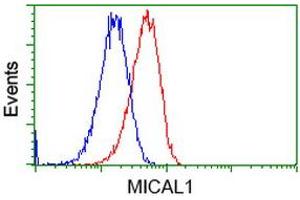 Image no. 3 for anti-Microtubule Associated Monoxygenase, Calponin and LIM Domain Containing 1 (MICAL1) antibody (ABIN1499468) (MICAL1 antibody)